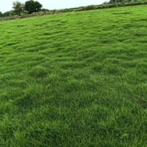 Rectangular Polypropylene Natural Nilgiri Grass