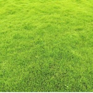 Green Rectangular Korean Natural Grass, For Garden carpet