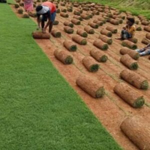 Neelgiri Carpet Grass 500 square feet